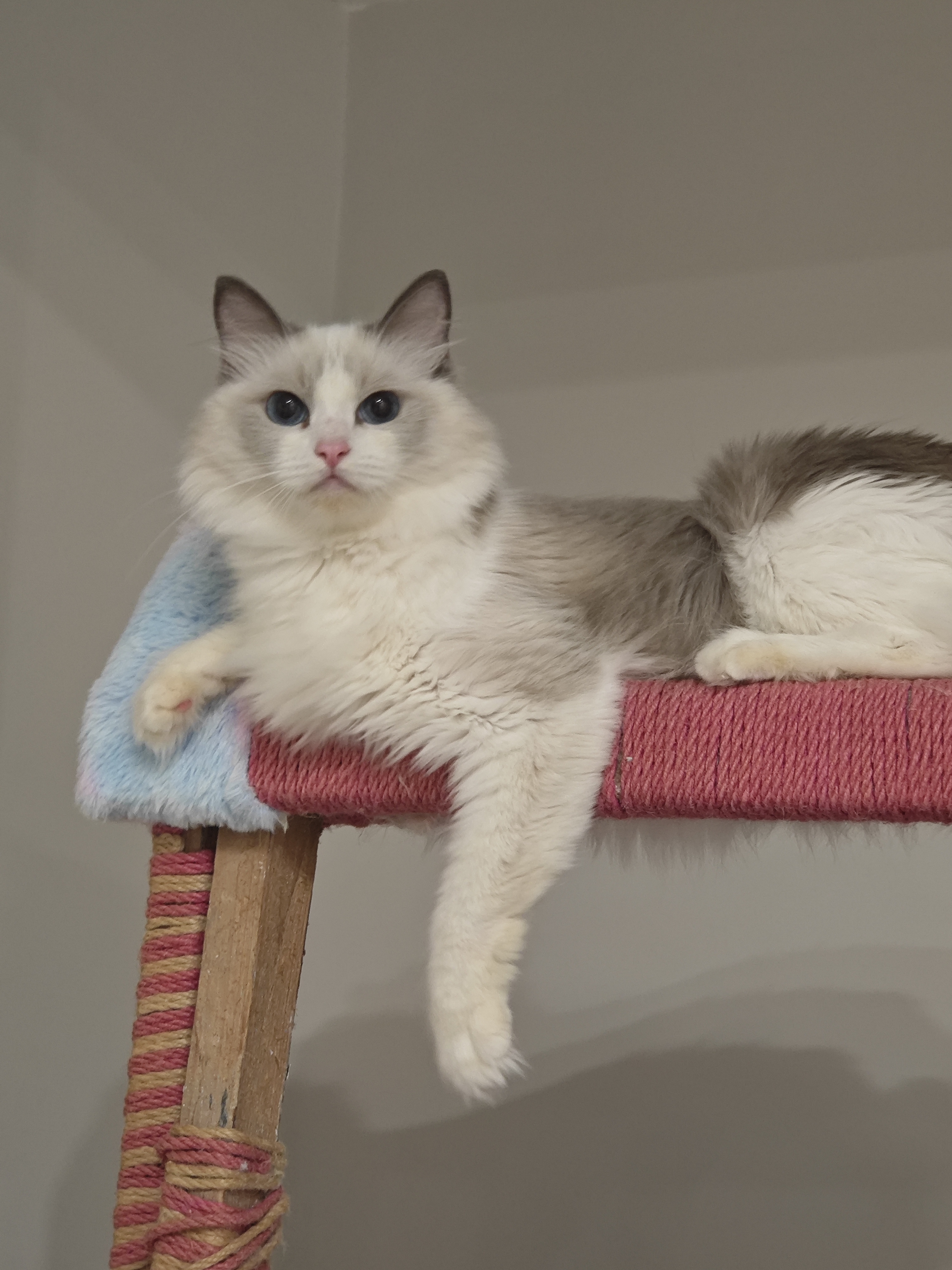 蓝双布偶猫妹妹